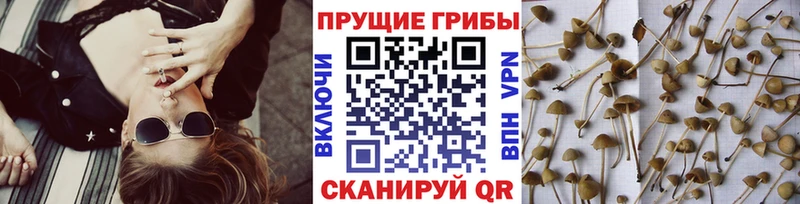 Псилоцибиновые грибы Cubensis  Мамоново 